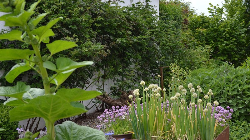 03-gartengestaltung-planzen-blumen