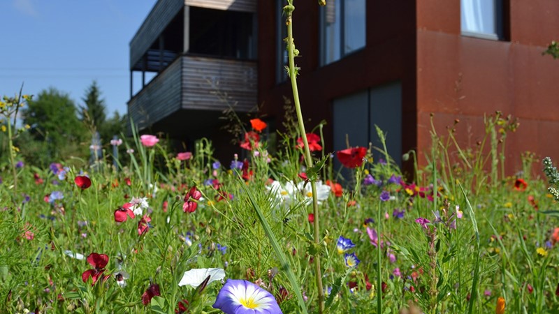 02-gartengestaltung-planzen-blumen