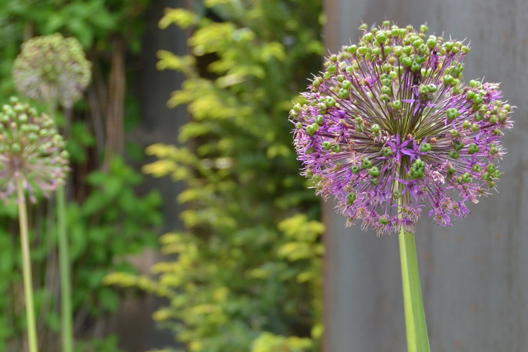 Pflanzen & Blumen