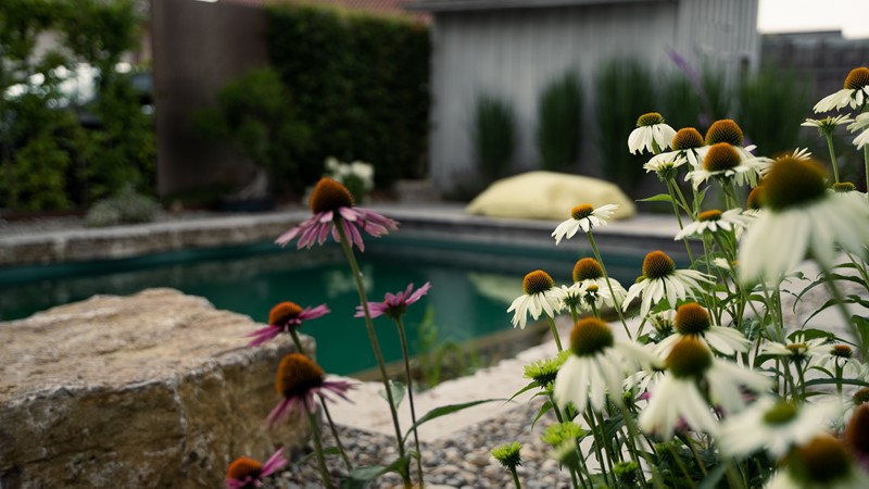 5_Wolbau_pool_9_echinacea.jpg