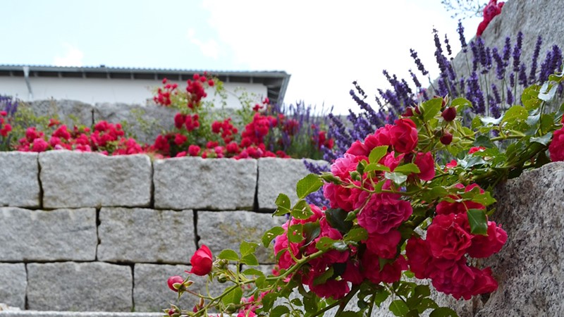 05-gartengestaltung-planzen-blumen.jpg