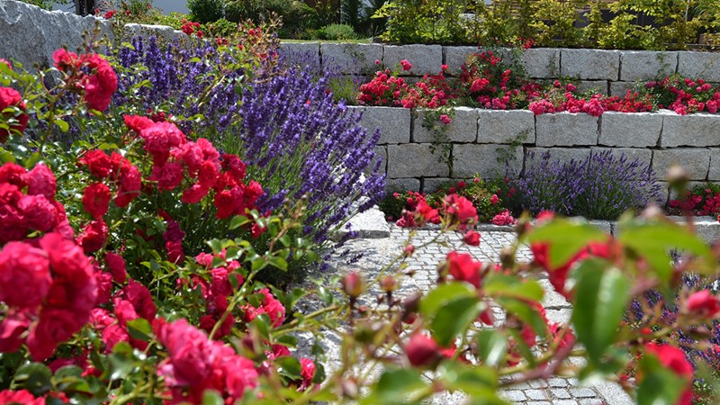 00-gartengestaltung-planzen-blumen.jpg